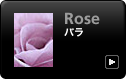 バラ 写真
