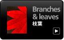 枝葉 自然写真